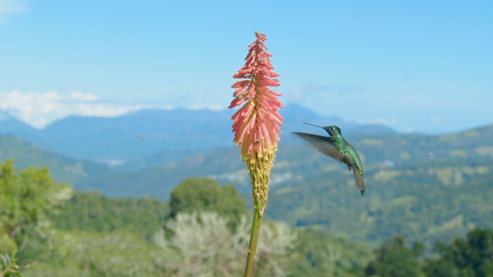 colibrí cerca de una flor color rosa con verde, al fondo montañas de la zona de los Santos