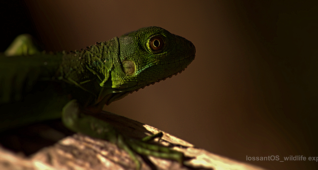 Iguana