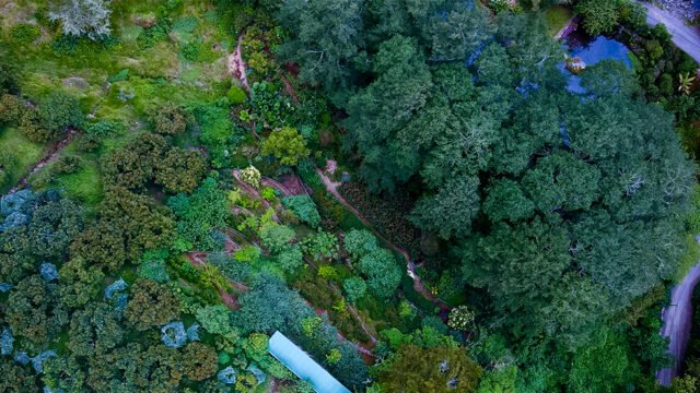 imagen de Lauráceas vista aérea del Lugar