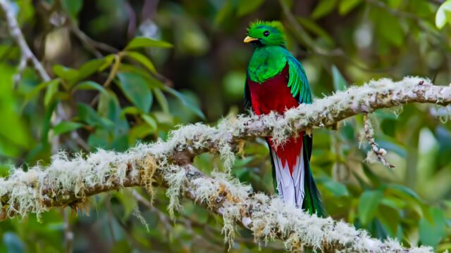 img de un quetzal descansando en un arbol